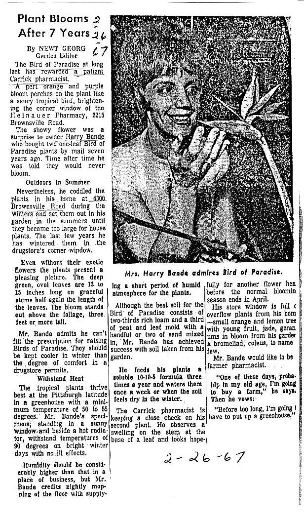 1967 news articles plant blooms.jpg