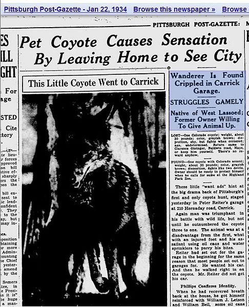 File:Coyote on Hornaday 210 part 1.jpg