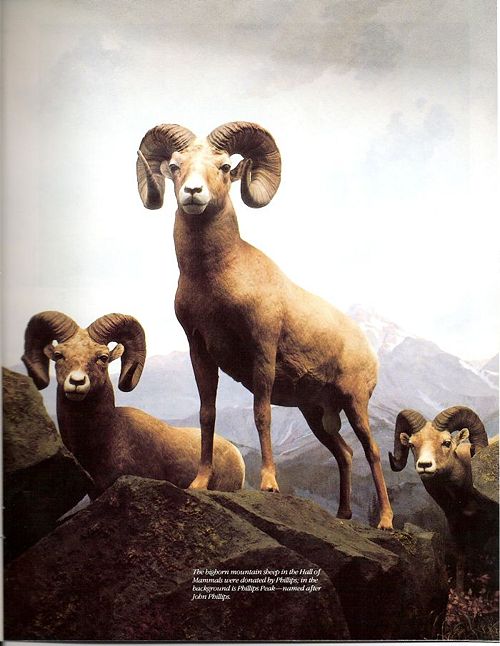 Big Horn Sheep on Phillips Peak.jpg